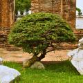 Alberi nani