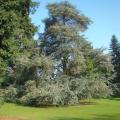 Alberi per grandi giardini e parchi