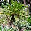 Alberi tropicali 