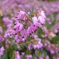Arbusti per climi montani