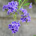 Arbusti esotici a fiori blu