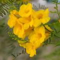Arbusti esotici con fiori gialli e arancioni