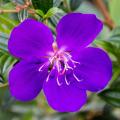 Arbusti esotici a fiori malva