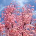 Arbusto con foglie rosa