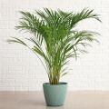 Areca - Palma di areca