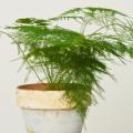 Asparago ornamentale - Asparagus 