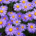 Aster non invasivi