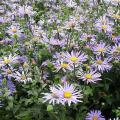 Aster a fioritura lunga