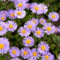 Astri delle Alpi - Aster alpinus