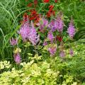 Astilbe a fogliame colorato
