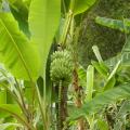 Banane da frutto