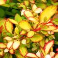 Berberis colorati