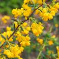 Berberis a fioritura decorativa