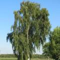 Betula pendula - Betulla bianca