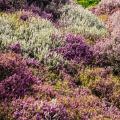 Erica per colore dei fiori