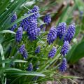 Bulbi primaverili da fiore blu