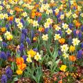 Bulbi primaverili per colore del fiore