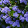 Ceanothus per terreni aridi