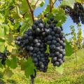 Viti per il vino