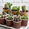 Cactus e piante grasse da interno