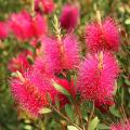 Callistemon - Pianta scovolino