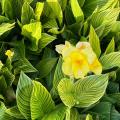 Canna nane