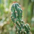 Cereus - Cactus Cereo