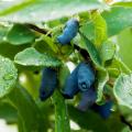Mirtillo siberiano - Lonicera kamtschatica