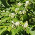 Caprifoglio per siepi