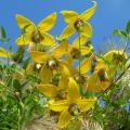 Clematis gialle e arancioni