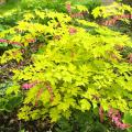 Cuor di Maria (Dicentra) a fogliame colorato