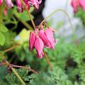 Dicentra da vaso