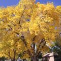 Conifere a colori autunnali