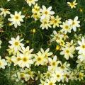 Coreopsis tappezzanti