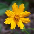 Coreopsis gialli