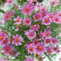 Coreopsis rosa