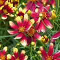 Coreopsis rossi