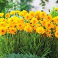 Coreopsis da vaso