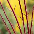 Cornus a corteccia colorata