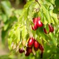 Corniolo da frutto