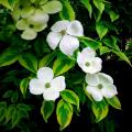 Cornus - Corniolo