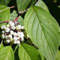 Cornus alba - Corniolo bianco