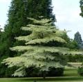 Cornus controversa (Corniolo)
