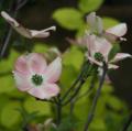 Cornus florida - Corniolo florida