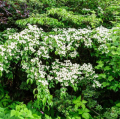 Cornus kousa - Corniolo giapponese