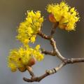 Cornus mas e officinalis - Corniolo da frutto
