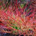 Cornus sanguinea - Sanguinella