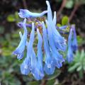 Corydalis blu