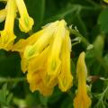 Corydalis gialle
