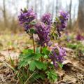 Corydalis rosa